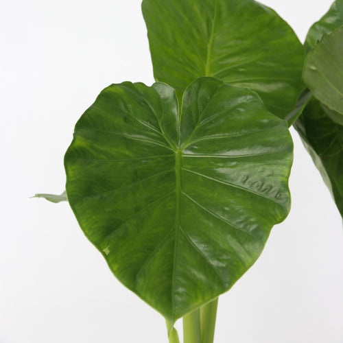 Plant in a Box Kamerplant Alocasia Odora - Hoogte 55-75cm - Pot 17cm - vtwonen shop