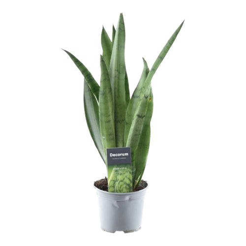 Trendyplants - Sansevieria Spearmint - Kamerplant - Hoogte 35-55 cm - Potmaat Ø12cm - vtwonen shop