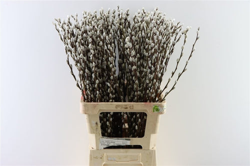 My Flowers.shop Naturelle gedroogde wilgenkatjes | Natuurlijke Salix droogbloemen | Lengte 70 centimeter | Per 20 takken - vtwonen shop