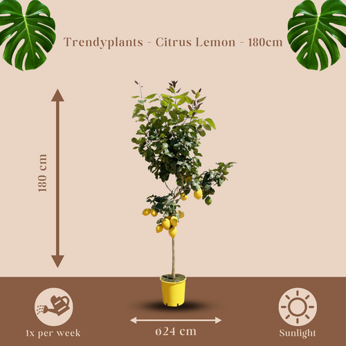 Trendyplants - Citroenboom - Tuinplant - Hoogte 170-190 cm - Potmaat Ø24cm - Citrus Lemon - vtwonen shop