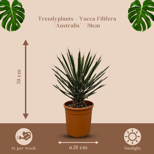 Trendyplants - Yucca Filifera 'Australis' - Tuinplant - Hoogte 60-80 cm - Potmaat Ø28cm - vtwonen shop