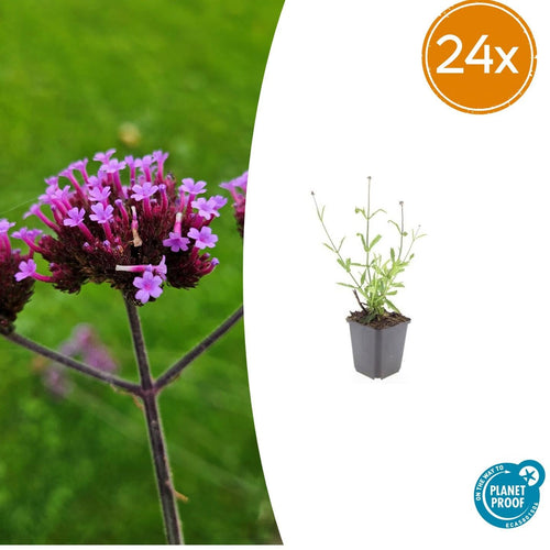 Trendyplants - Verbena bonariensis 'Lollipop' - 24 stuks - IJzerhard - Winterhard - Hoogte 10-30 cm - Potmaat Ø9cm - vtwonen shop