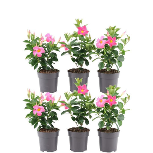Trendyplants - Dipladenia Pink - 6 stuks - Mandevilla - Hoogte 20-30 cm - Potmaat Ø12 cm - vtwonen shop