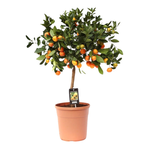 Trendyplants - Citrus Calamondin - Sinaasappelboom - Tuinplant - Hoogte 70-90 cm - Potmaat Ø22cm - vtwonen shop