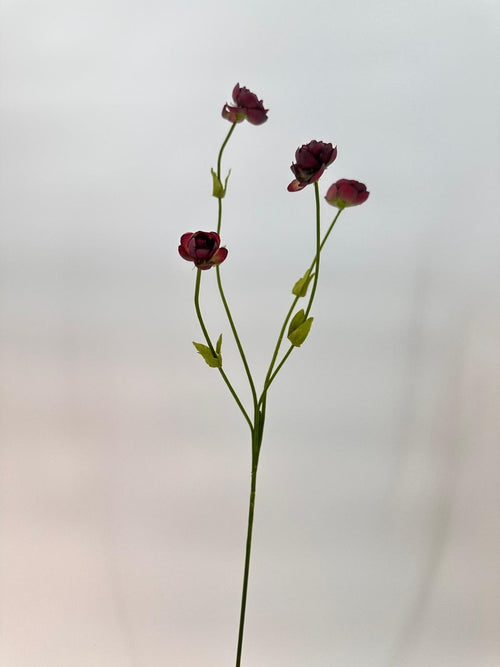 My Flowers.shop Bordeauxkleurige ranonkel zijden bloem | Lengte 50 centimeter | Per stuk - vtwonen shop