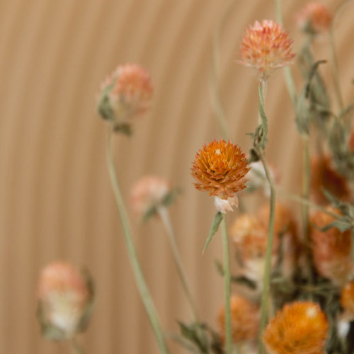 My Flowers.shop Oranje gedroogde Kogelamarant | Oranje Gomphrena Globosa droogbloemen | Lengte 45 centimeter | Per bos - vtwonen shop