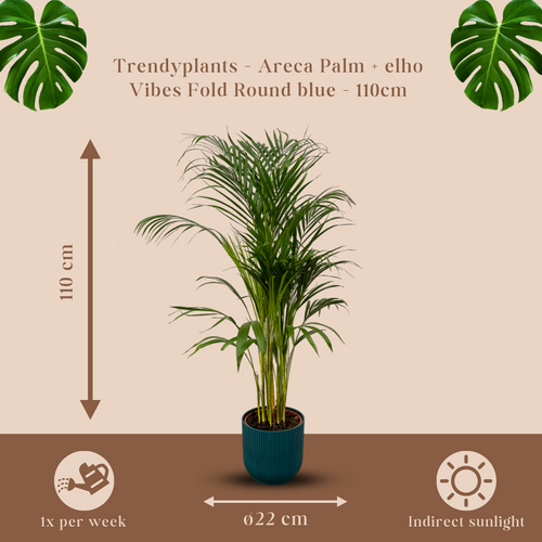 Trendyplants - Areca palm - ↨110cm - Ø21cm inclusief elho Vibes Fold Round blauw Ø22cm x ↨20cm - vtwonen shop