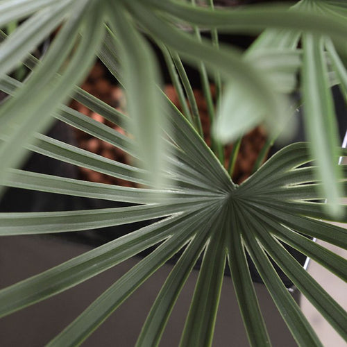Maxifleur Raphis kunstplant 60cm - UV bestendig