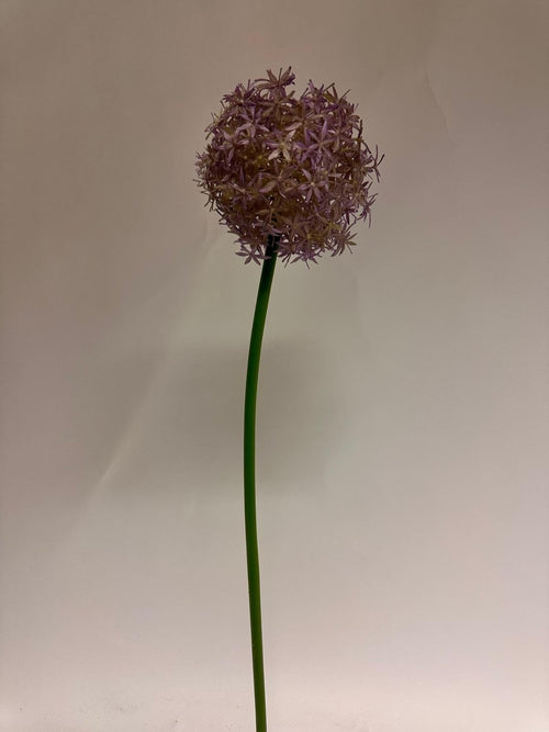 My Flowers.shop Lilakleurige Allium zijden bloem | Lengte 76 centimeter | Per stuk - vtwonen shop