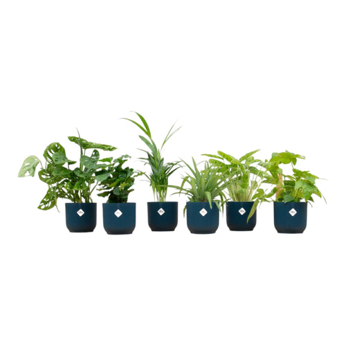 Trendyplants - Verrassingsbox - 6 kamerplanten inclusief elho Vibes Fold Round blauw - Hoogte 20-40 cm - Potmaat Ø14cm - vtwonen shop