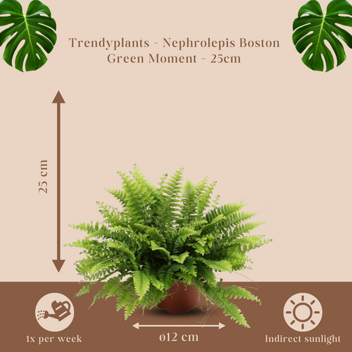 Trendyplants - Nephrolepis Boston Green Moment - Krulvaren - Kamerplant - Hoogte 15-35 cm - Potmaat Ø12cm - vtwonen shop