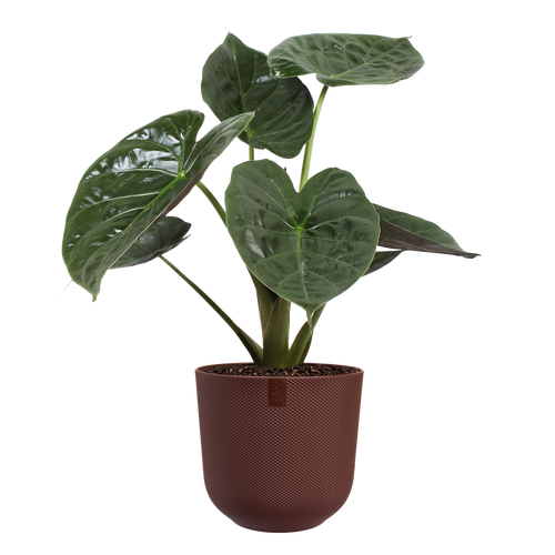 elho jazz rond 35 dark burgondy | Bloempot | Geschikt voor binnen