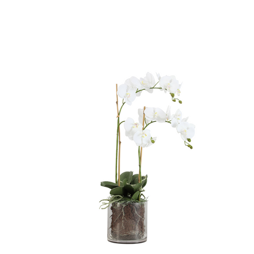 Sia Deco Orchidee Compositie Met Vaas - wit - transparant - H60 - vtwonen shop