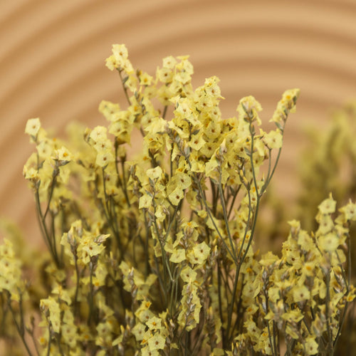 My Flowers.shop Geel gedroogde Zeelavendel | Gele Limonium Diamond droogbloemen  | Lengte ± 70 cm | Per 5 stelen - vtwonen shop