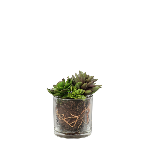 Sia Deco Succulentenmix In Vaas - groen - transparant - H17 - vtwonen shop