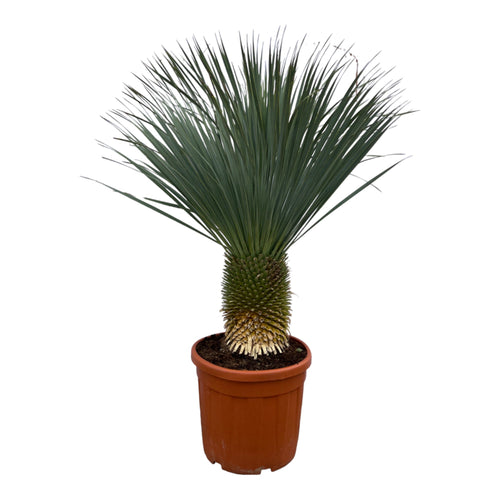 Trendyplants - Yucca Rostrata - Hoogte 150-170 cm - Blue Baked Yucca - Winterhard - Potmaat Ø50cm - vtwonen shop