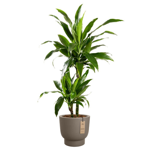 elho amber grail 47 burnt umber | Bloempot |Premium statementdesign