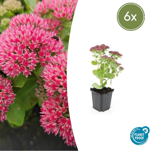 Trendyplants - Sedum 'Herbstfreude' - 6 stuks - Vetkruid - Winterhard - Hoogte 10-30 cm - Potmaat Ø9cm - vtwonen shop