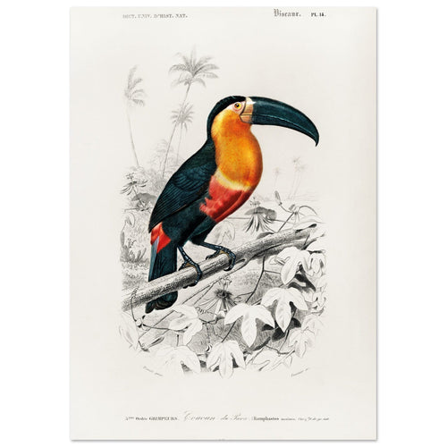 Artfulprints  Charles Dessalines d'Orbigny - Toucan (ramphastos)   poster A4 21x29.7 cm - vtwonen shop