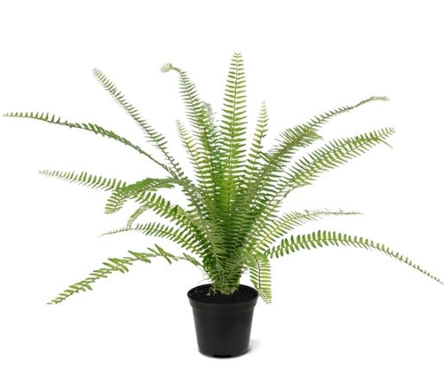 Maxifleur Asplenium Varen kunstplant 75 cm in 12cm pot