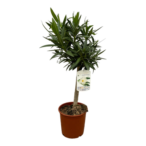 Trendyplants - Nerium Oleander op stam met witte bloem - Hoogte 80-100 cm - Tuinplant - Potmaat Ø22cm - vtwonen shop