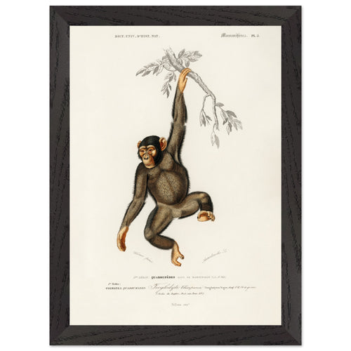Artfulprints Poster met Lijst Charles Dessalines d'Orbigny - Chimpangze (troglodyte chimpanze)   - A4 21x29.7 cm - Bruin
