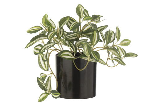 J-Line plant Tradescantia in pot - kunststof - groen/wit - vtwonen shop
