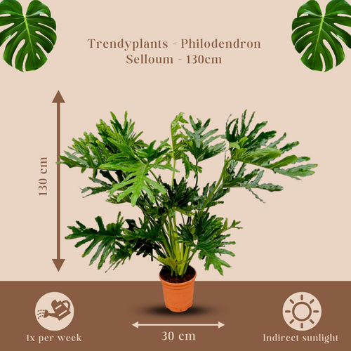 Trendyplants - Philodendron Selloum - Lace Tree Philodendron - Kamerplant - Hoogte 140-160 cm - Potmaat Ø30cm - vtwonen shop