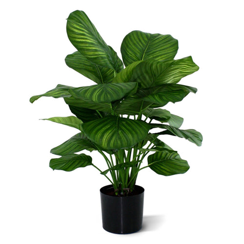 Maxifleur Calathea Fasciata kunstplant 80cm