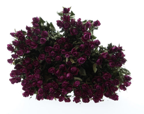 My Flowers.shop Tien gedroogde fuchsia rozen | Lengte 50 centimeter | Per bos te bestellen - vtwonen shop