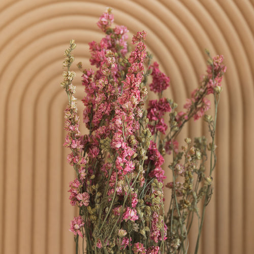 My Flowers.shop Roze gedroogd Ridderspoor | Delphinium droogbloemen | Lengte 70 centimeter | Per bos - vtwonen shop