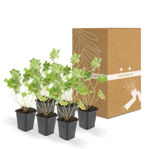 Trendyplants - Geranium Rozanne - 12 stuks - Ooievaarsbek - Hoogte 20-30cm - Potmaat Ø9cm - vtwonen shop