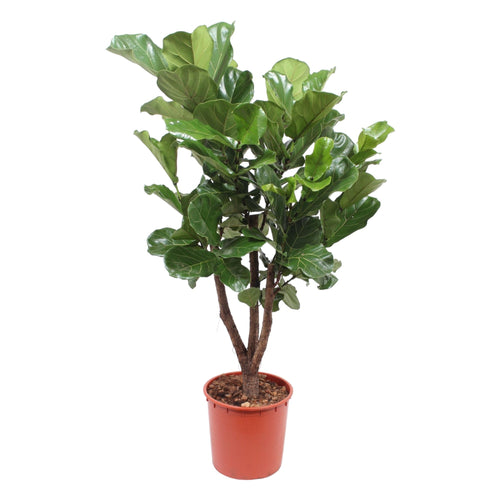 Trendyplants - Ficus Lyrata vertakt - Tabaksplant - Kamerplant - Hoogte 170-190 cm - Potmaat Ø30cm - vtwonen shop