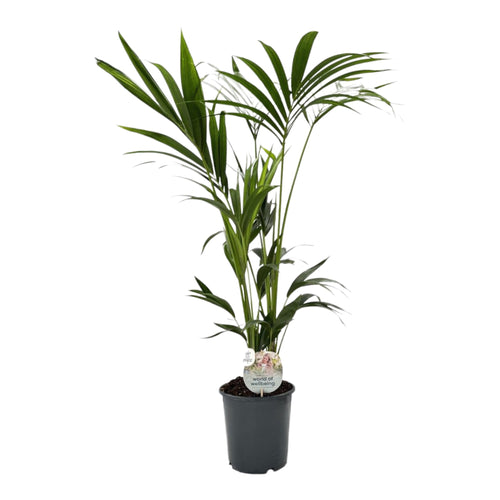 Trendyplants - Kentia Palm - Howea Forsteriana - Kamerplant - Hoogte 120-140 cm - Potmaat Ø21cm - vtwonen shop