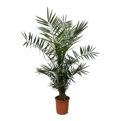 Trendyplants - Phoenix Canariensis - Hoogte 120-140 cm - Dadelpalm - Winterhard - Potmaat Ø20cm - vtwonen shop