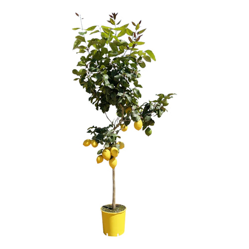 Trendyplants - Citroenboom - Tuinplant - Hoogte 170-190 cm - Potmaat Ø24cm - Citrus Lemon - vtwonen shop