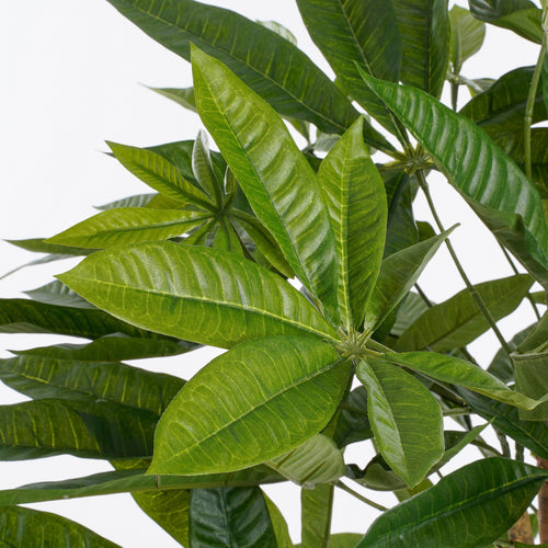 Mica Decorations Pachira Kunstplant - H80 x Ø60 cm - Groen - vtwonen shop