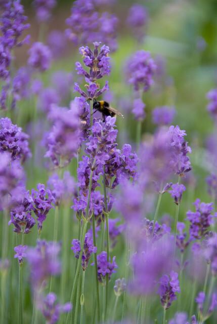 Trendyplants - Lavandula angustifolia 'Munstead' - 24 stuks - Lavendel - Winterhard - Hoogte 10-30 cm - Potmaat Ø9cm - vtwonen shop