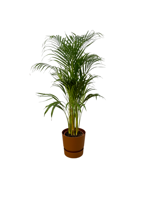 Trendyplants - Areca palm - ↨110cm - Ø21cm inclusief elho Greenville Round bruin Ø24cm x ↨23cm - vtwonen shop