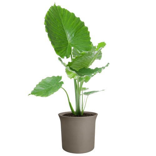 elho june tulip 47 burnt umber | Bloempot |Premium statementdesign