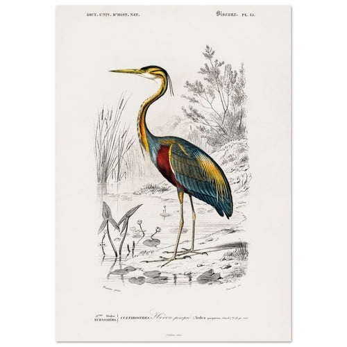 Artfulprints  Charles Dessalines d'Orbigny - Purple heron (Ardea purpurea)   poster 50x70 cm - vtwonen shop