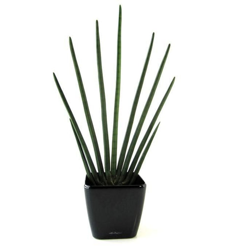 Maxifleur Sansevieria Cylindrica kunstplant 85cm