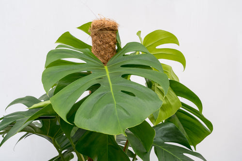 Trendyplants - Monstera Pertusum - Gatenplant - Kamerplant - Hoogte 110-130 cm - Potmaat Ø24cm - vtwonen shop