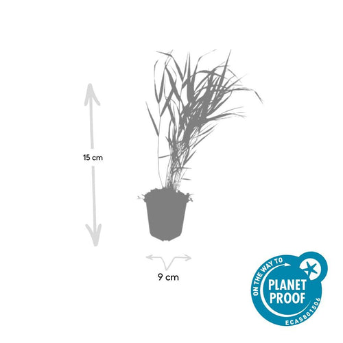 Trendyplants - Hakonechloa macra - 24 stuks - Japans berggras - Winterhard - Hoogte 10-30 cm - Potmaat Ø9cm - vtwonen shop