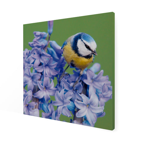 Art for the Home Buitencanvas - Vogel op een bloem - 50x50cm