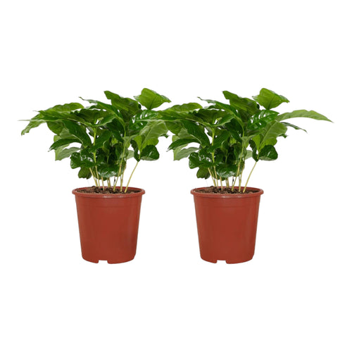 Trendyplants - 2x Coffea Arabica - Koffieplant - Kamerplanten - Hoogte 15-35 cm - Potmaat Ø12cm - vtwonen shop