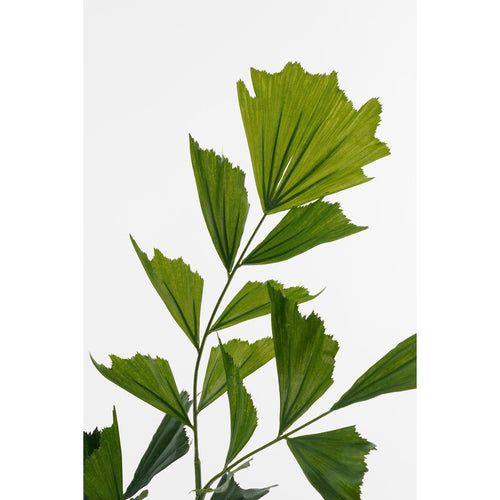 Mica Decorations Vissenstaart Palm Kunstplant in Pot - H150 x Ø100 cm - Groen