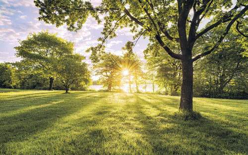 Sanders & Sanders fotobehang bosrijk landschap groen - 400 x 250 cm - 612516