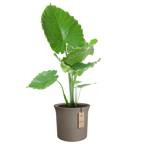 elho june tulip 40 burnt umber | Bloempot |Premium statementdesign
