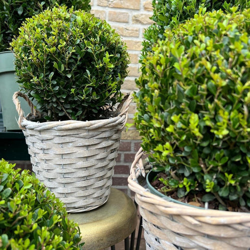 Trendyplants - Ilex crenata 'Jenny' in rietenmand - Buxus bol - set van 2 stuks - Winterhard  - Hoogte 25-45 cm - Potmaat Ø20cm - vtwonen shop